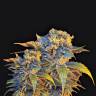 семена сортовой конопли Colombian Sweet feminised VIP Seeds семена сортовой конопли Colombian Sweet feminised VIP Seeds