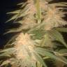 Семки Green Poison feminised Ganja Seeds купить Семки Green Poison feminised Ganja Seeds купить
