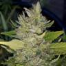 Семки Green Poison feminised Ganja Seeds купить недорого Семки Green Poison feminised Ganja Seeds купить недорого