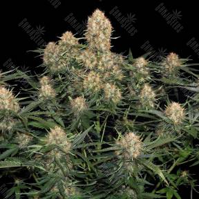 Original Skunk feminised Ganja Seeds