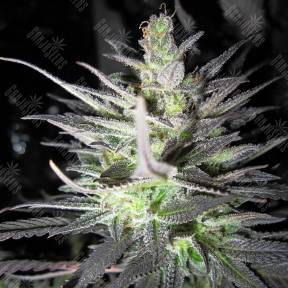 Super Cali Haze feminised Ganja Seeds