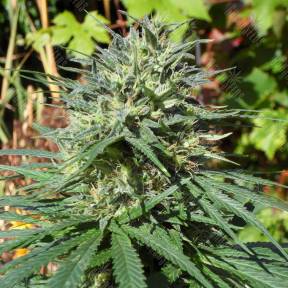 White Lavender feminised Ganja Seeds