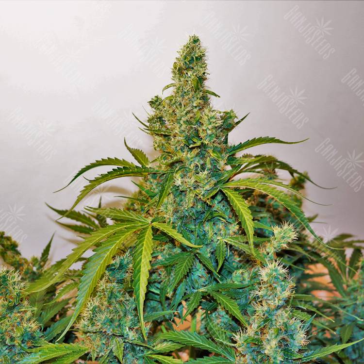 семена конопли феминизированные Auto Blue Kush feminised семена конопли феминизированные Auto Blue Kush feminised