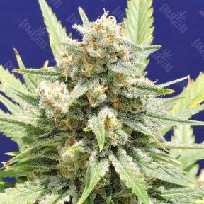 Auto Fruity Jack regular Ganja Seeds