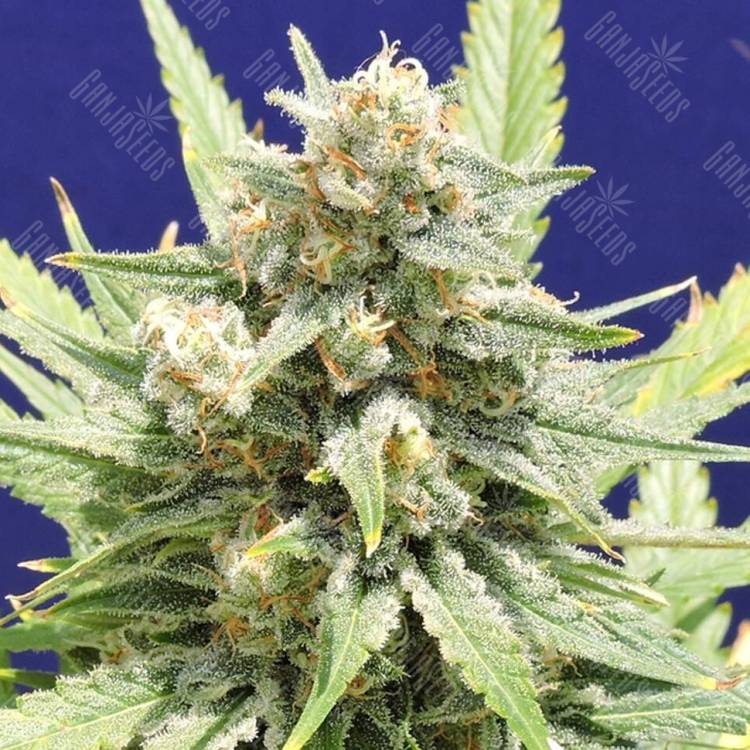 Auto Fruity Jack regular Ganja Seeds Auto Fruity Jack regular Ganja Seeds