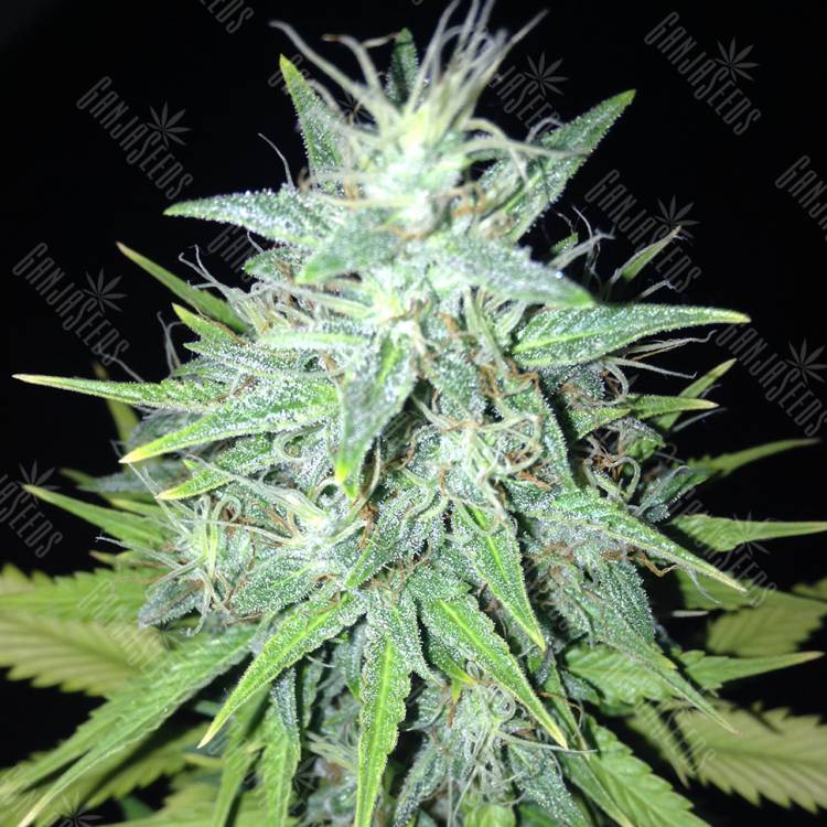 семена конопли f1 в оригинальной упаковке Tutankhamon regular Ganja Seeds семена конопли f1 в оригинальной упаковке Tutankhamon regular Ganja Seeds