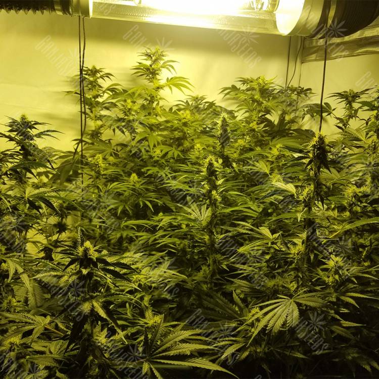 семена конопли элитных сортов Cookies Kush feminised Barneys Farm семена конопли элитных сортов Cookies Kush feminised Barneys Farm