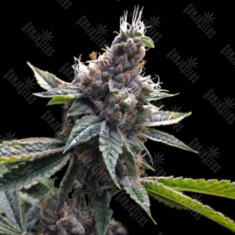 семена конопли для выращивания Florida OG feminised DNA Genetics семена конопли для выращивания Florida OG feminised DNA Genetics