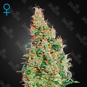 Auto Green-O-Matic feminised Green House Seeds