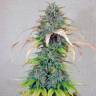 семена конопли индика Auto Green-O-Matic feminised Green House Seeds семена конопли индика Auto Green-O-Matic feminised Green House Seeds