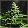 семена конопли для посадки купить Auto Green-O-Matic feminised Green House Seeds семена конопли для посадки купить Auto Green-O-Matic feminised Green House Seeds
