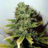 мощные семена конопли Mango Skunk regular Nirvana Seeds мощные семена конопли Mango Skunk regular Nirvana Seeds
