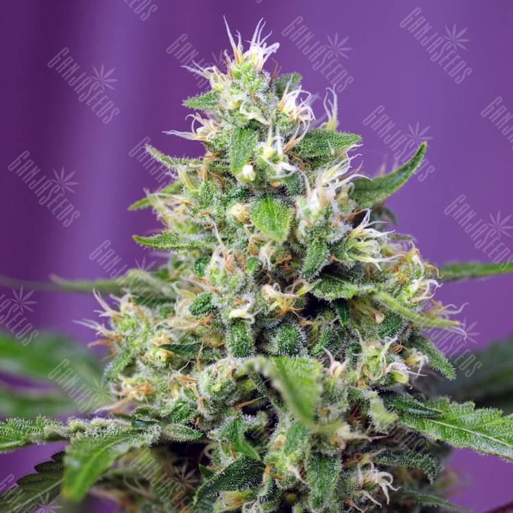 семена конопли Auto Blow Mind feminised Sweet Seeds семена конопли Auto Blow Mind feminised Sweet Seeds