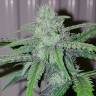 заказ семян конопли Auto Blow Mind feminised Sweet Seeds заказ семян конопли Auto Blow Mind feminised Sweet Seeds