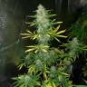 Качественные семена марихуаны Auto Royal Gorilla feminised Ganja Seeds Качественные семена марихуаны Auto Royal Gorilla feminised Ganja Seeds