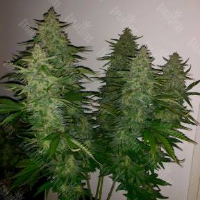 Auto Royal Gorilla feminised Ganja Seeds