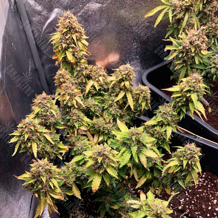 Auto Royal Bluematic feminised Ganja Seeds купить Auto Royal Bluematic feminised Ganja Seeds купить