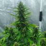 Семена конопли Auto White Widow feminised Ganja Seeds Семена конопли Auto White Widow feminised Ganja Seeds