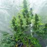 Семена марихуаны Auto White Widow feminised Ganja Seeds Семена марихуаны Auto White Widow feminised Ganja Seeds