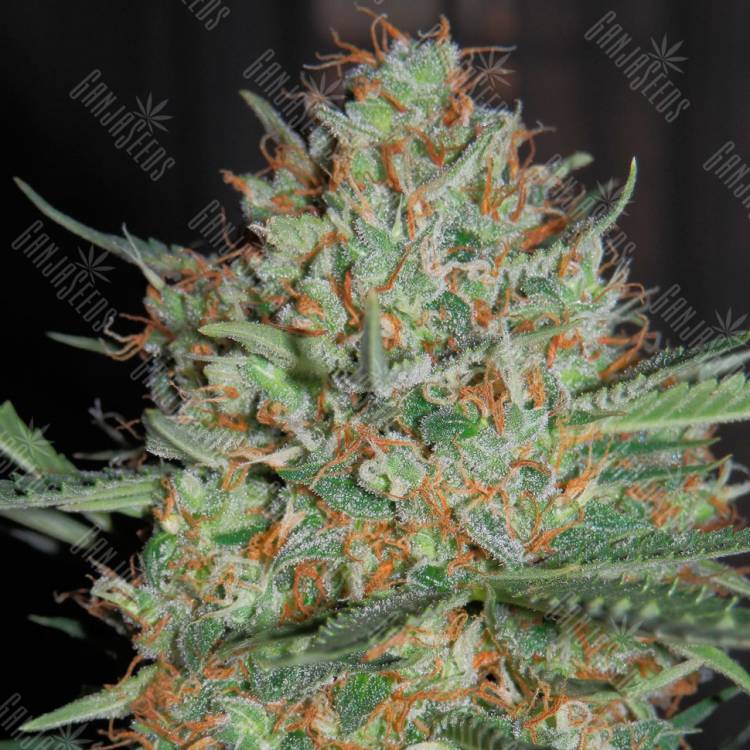 урожайные семена конопли Auto White Widow feminised урожайные семена конопли Auto White Widow feminised