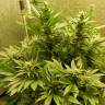 семена конопли недорого Auto White Widow feminised семена конопли недорого Auto White Widow feminised