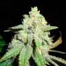 купить семена конопли Auto White Widow feminised купить семена конопли Auto White Widow feminised