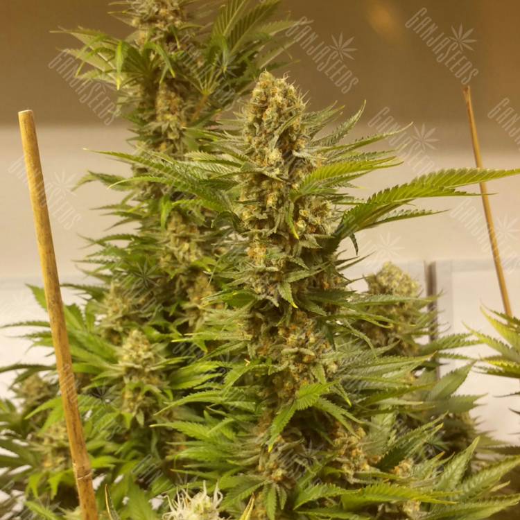 семена сортовой конопли White Widow x Black Domina feminised семена сортовой конопли White Widow x Black Domina feminised
