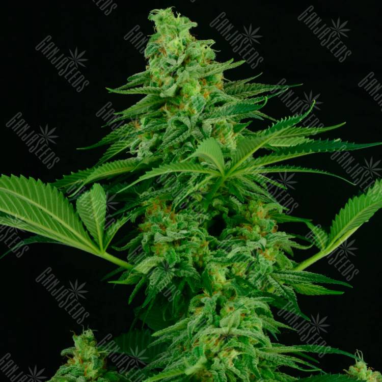 семена конопли Спб Auto Critical regular семена конопли Спб Auto Critical regular