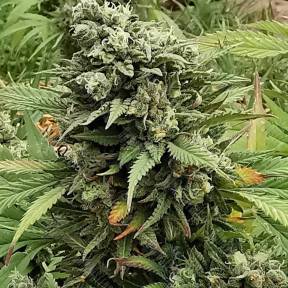 Super Critical feminised Ganja Seeds