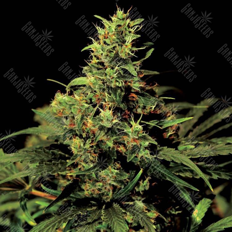 мощные семена конопли Auto Big Bang feminised Green House Seeds мощные семена конопли Auto Big Bang feminised Green House Seeds