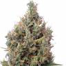 семена конопли автоцвет Auto Big Bang feminised Green House Seeds семена конопли автоцвет Auto Big Bang feminised Green House Seeds