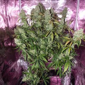 Auto The Ultimate feminised Ganja Seeds