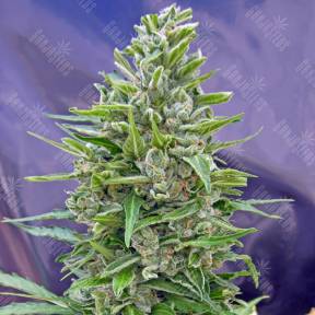 Auto Mix feminised RuSeeds