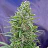 Auto Mix feminised RuSeeds Auto Mix feminised RuSeeds