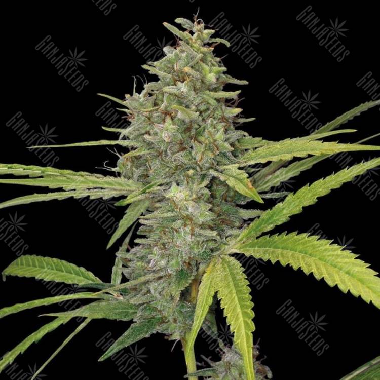 Auto G14 regular Ganja Seeds Auto G14 regular Ganja Seeds