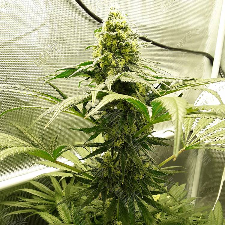 семена сортовой конопли Velvet Bud regular Ganja Seeds семена сортовой конопли Velvet Bud regular Ganja Seeds