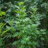 мощные семена конопли Crimea Blue feminised Barneys Farm