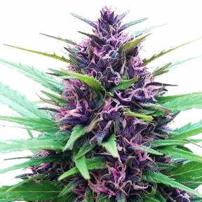 Shaman regular Dutch Passion Seeds