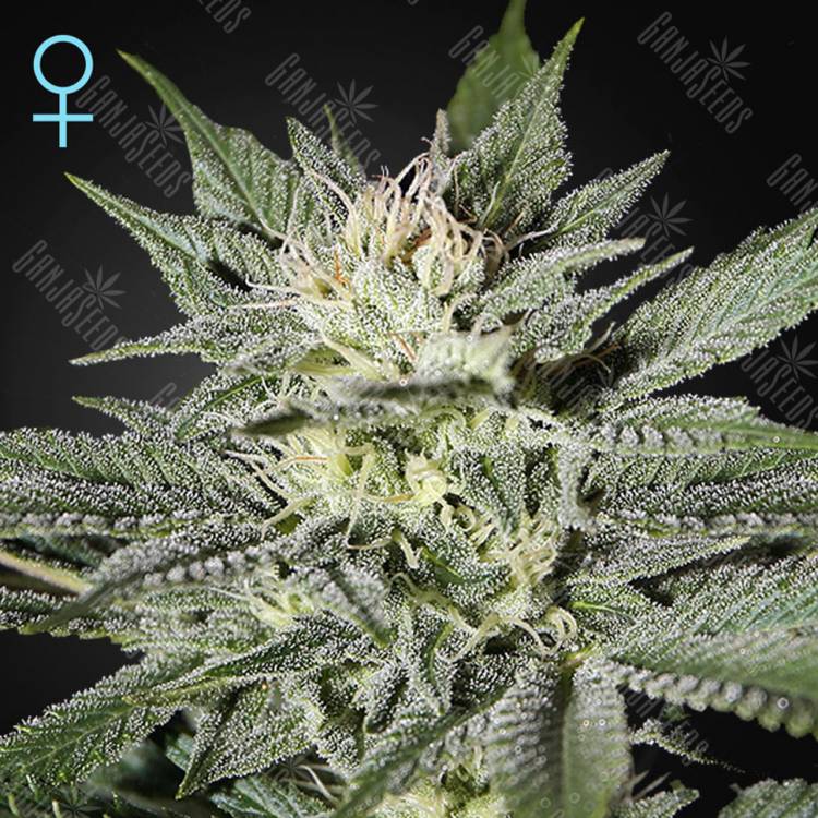 семена конопли аутдор King’s Kush CBD feminised Green House Seeds семена конопли аутдор King’s Kush CBD feminised Green House Seeds