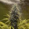 семена конопли в интернете Auto Northern Light feminised Royal Queen семена конопли в интернете Auto Northern Light feminised Royal Queen