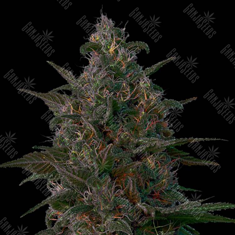 урожайные семена конопли Indian Kush feminised VIP Seeds