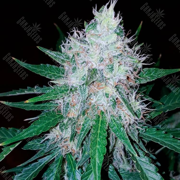 Семена ганжы Auto Royal Creamatic feminised Ganja Seeds купить Семена ганжы Auto Royal Creamatic feminised Ganja Seeds купить