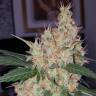 Семена ганжы Auto Royal Creamatic feminised Ganja Seeds заказать Семена ганжы Auto Royal Creamatic feminised Ganja Seeds заказать