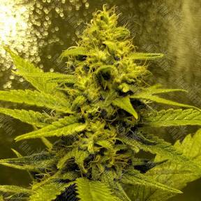Auto Titan regular Ganja Seeds