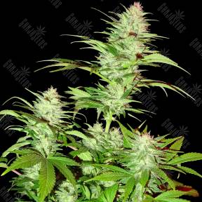 White Widow x Chronic feminised Ganja Seeds
