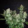 семена конопли в России Auto Dark Devil feminised семена конопли в России Auto Dark Devil feminised