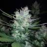 семена конопли Спб Auto Dark Devil feminised семена конопли Спб Auto Dark Devil feminised
