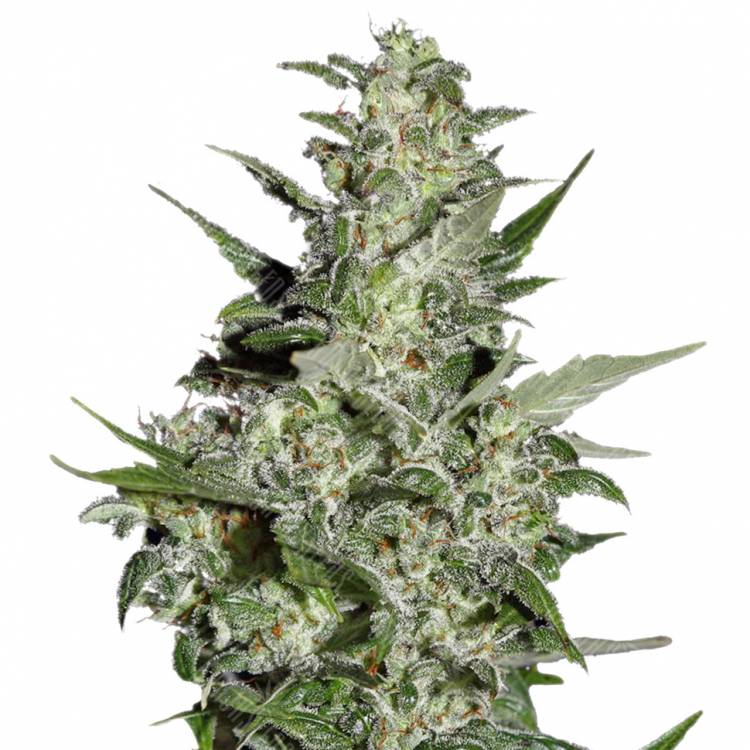 семена конопли интернет магазин Auto Super Critical feminised Green House Seeds семена конопли интернет магазин Auto Super Critical feminised Green House Seeds