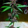 Auto Blackberry Kush feminised Dutch Passion Seeds