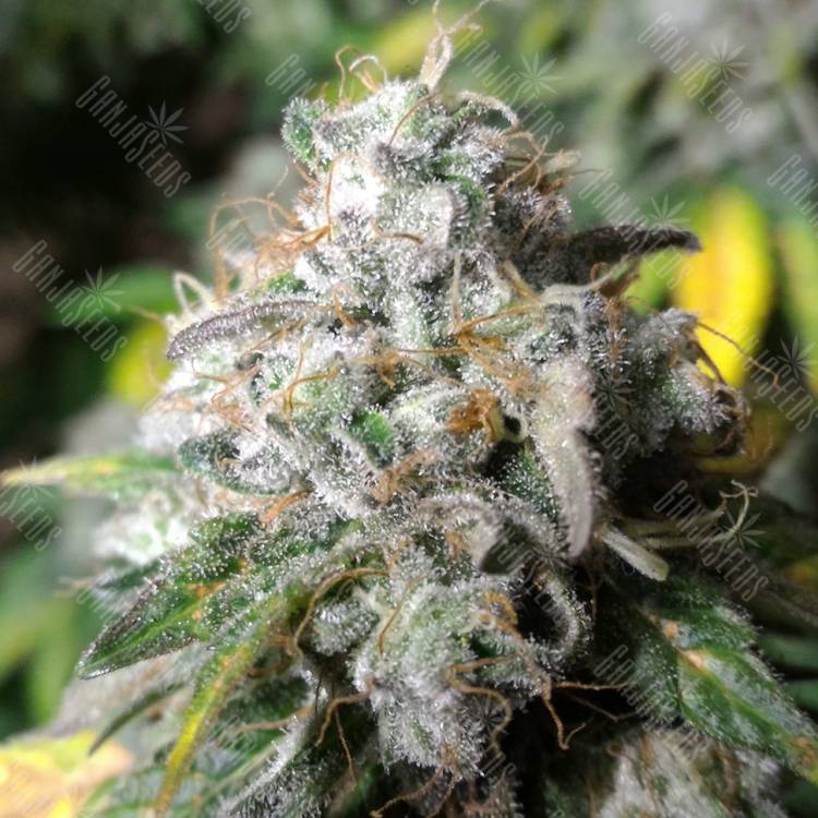 семена конопли курьером Erlik feminised Bang Seeds